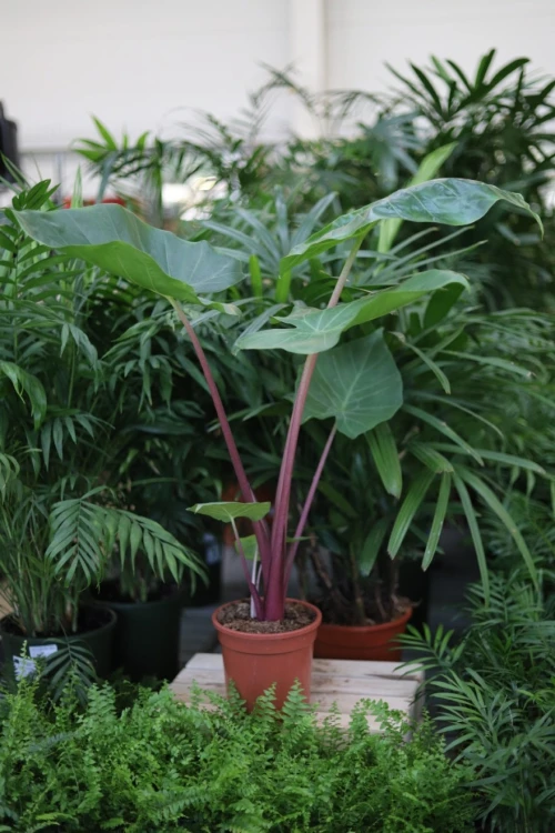 alocasia imperial red (3).JPG