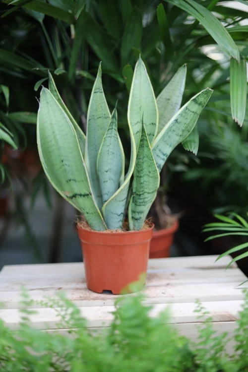 sansevieria white snow  (3).JPG