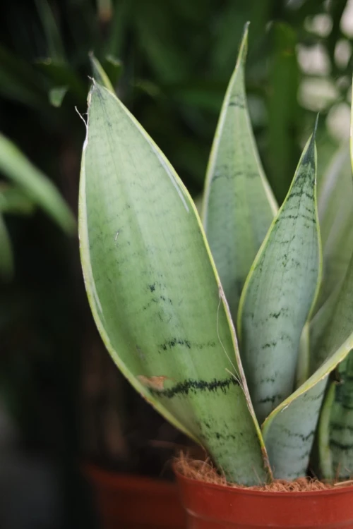 sansevieria white snow  (1).JPG