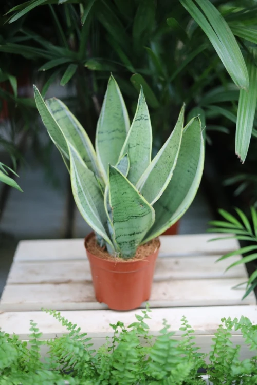 sansevieria white snow  (2).JPG