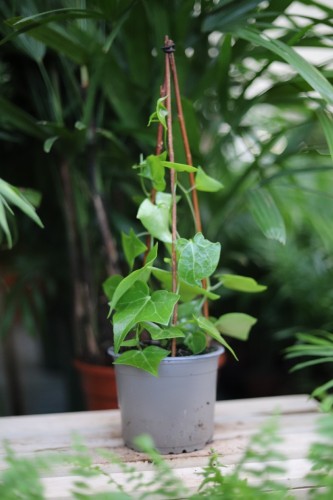 senecio macroglossus (3).JPG
