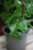 senecio macroglossus (1).JPG