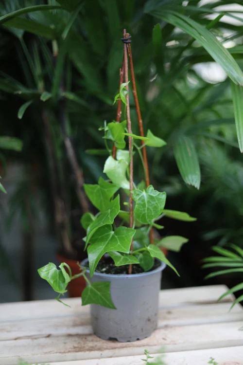 senecio macroglossus (2).JPG