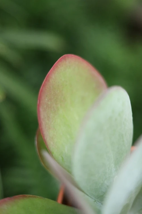 Kalanchoe thyrsiflora (1).JPG