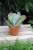 Kalanchoe thyrsiflora (2).JPG