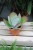 Kalanchoe thyrsiflora (3).JPG