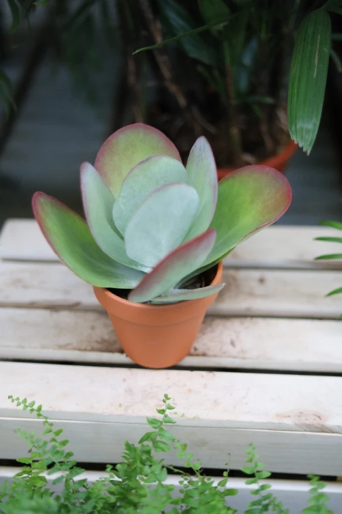 Kalanchoe thyrsiflora (3).JPG