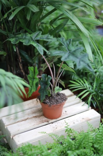 alocasia jacklyn (3).JPG