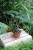 alocasia jacklyn (3).JPG
