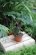 alocasia jacklyn (3).JPG