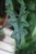 alocasia jacklyn (1).JPG