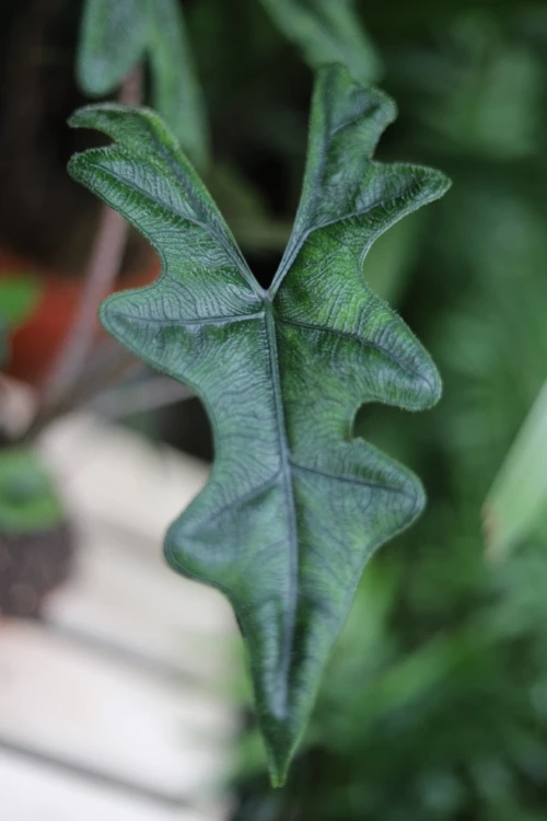 alocasia jacklyn (1).JPG
