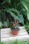 alocasia jacklyn (2).JPG