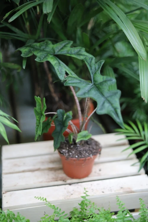 alocasia jacklyn (2).JPG