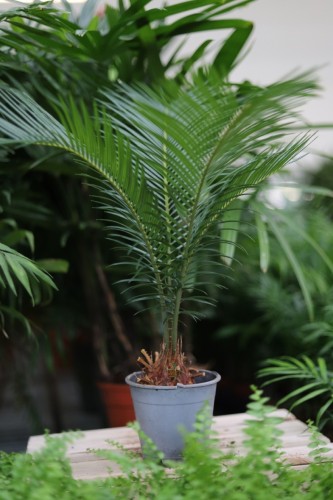 cycas revoluta (4).JPG
