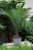 cycas revoluta (4).JPG