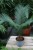 cycas revoluta (1).JPG