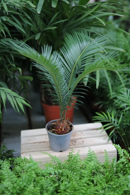 cycas revoluta (2).JPG