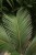 cycas revoluta (3).JPG