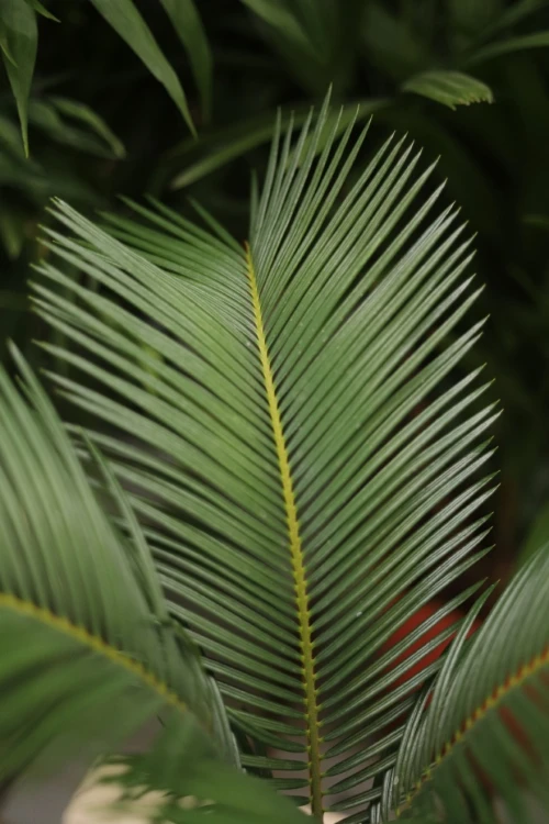 cycas revoluta (3).JPG