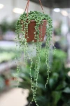 Senecio Rowleyanus (Starzec Rowleya) L