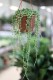 senecio rowleyanus l  (2).JPG