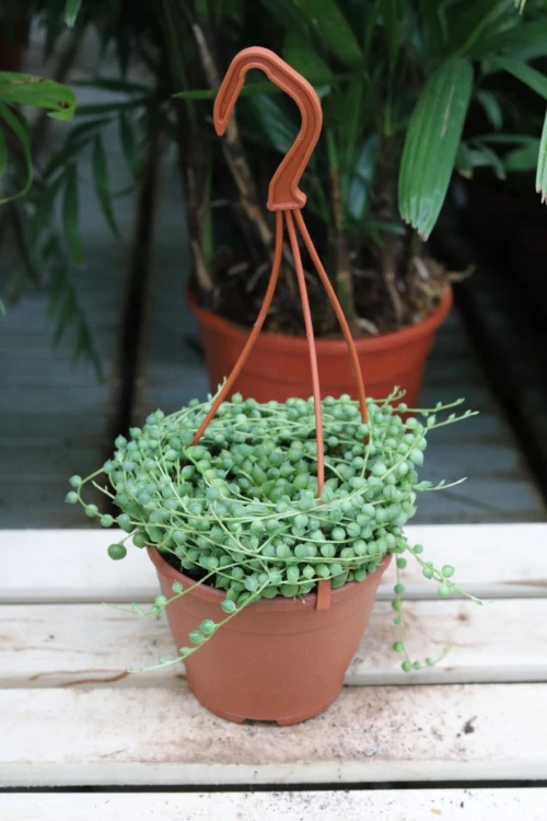 senecio rowleyanus l  (3).JPG