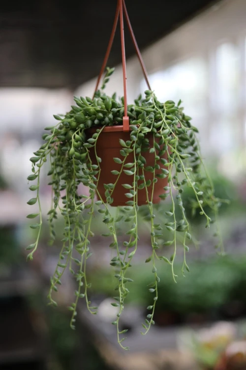 senecio herreianus (1).JPG