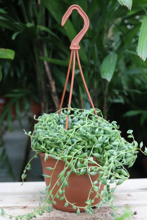 senecio herreianus (6).JPG