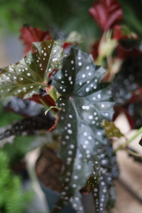 begonia black forest (2).JPG