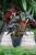 begonia black forest (1).JPG