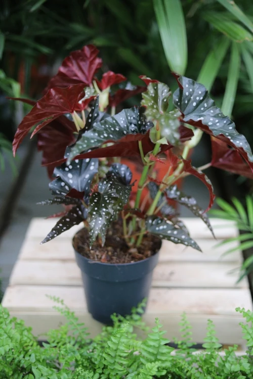 begonia black forest (1).JPG