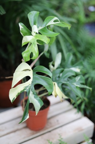 rhaphidophora tetrasperma variegata (2).JPG