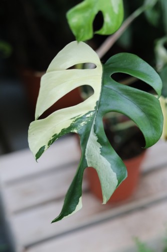 rhaphidophora tetrasperma variegata (3).JPG