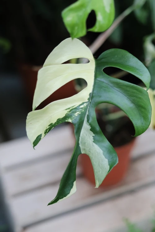 rhaphidophora tetrasperma variegata (3).JPG