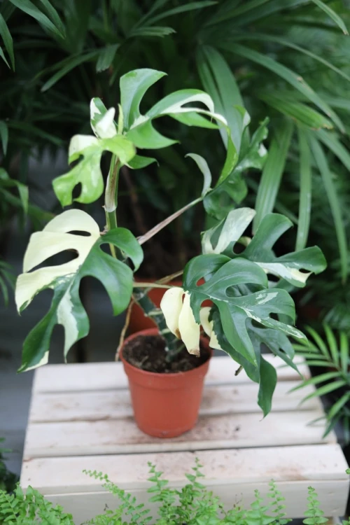 rhaphidophora tetrasperma variegata (4).JPG