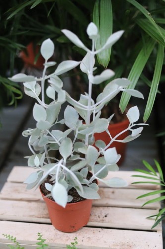 Kalanchoe hildebrandtii  (3).JPG