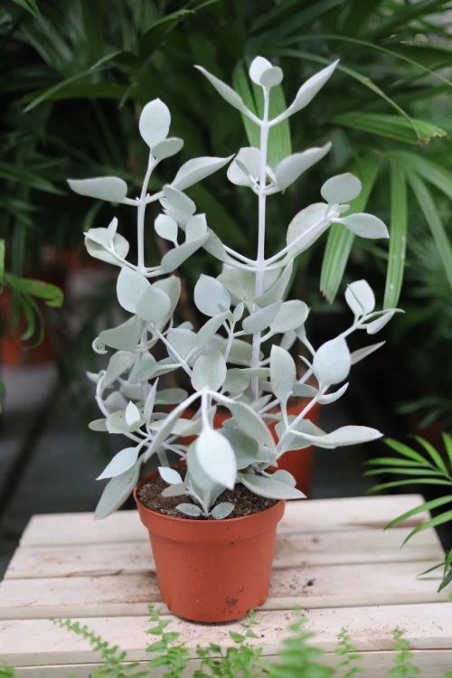 Kalanchoe hildebrandtii  (1).JPG