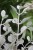 Kalanchoe hildebrandtii  (2).JPG
