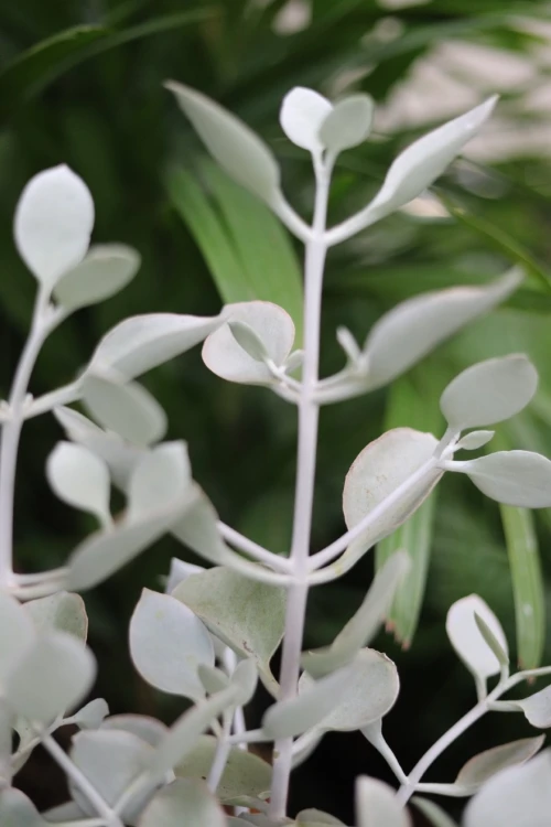 Kalanchoe hildebrandtii  (2).JPG