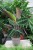 calathea warscewiczii (1).JPG