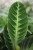 calathea warscewiczii (2).JPG