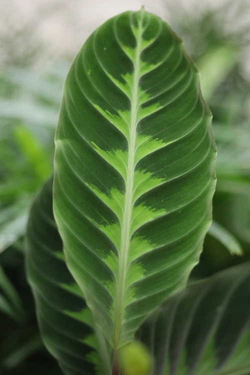 calathea warscewiczii (2).JPG