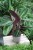 calathea warscewiczii (3).JPG
