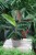 calathea warscewiczii (4).JPG