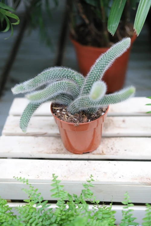 Hildewintera colademononis