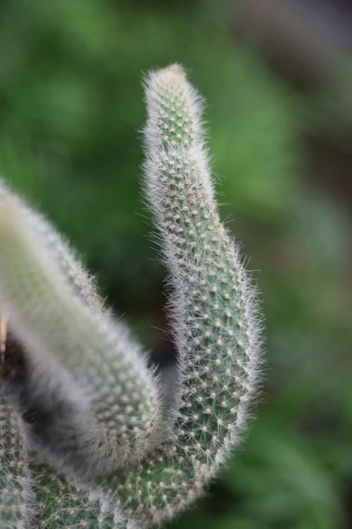 Hildewintera colademononis 1