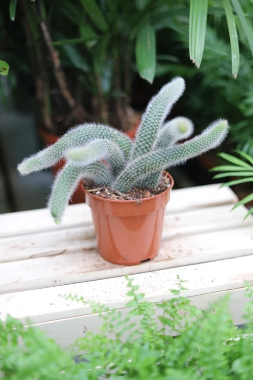 Hildewintera colademononis 2