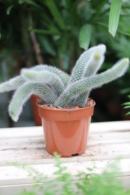Hildewintera colademononis 3