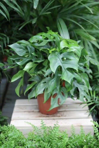 monstera minima (2).JPG